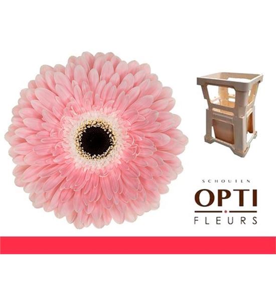 Gerbera graceland 50 x10 - GERGRA5010