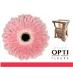 Gerbera graceland 50 x10 - GERGRA5010
