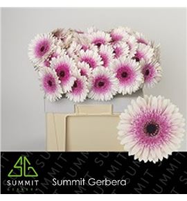 Gerbera lisandra 50 x10 - GERLIS5010