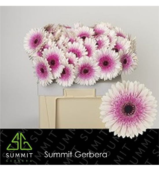 Gerbera lisandra 50 x10 - GERLIS5010