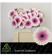 Gerbera lisandra 50 x10 - GERLIS5010