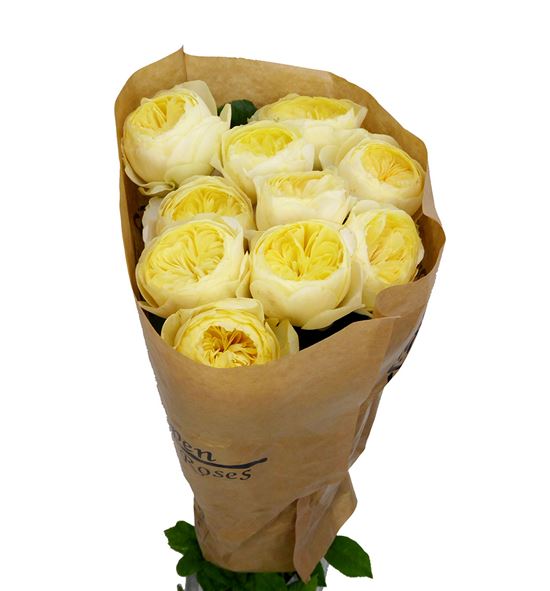Rosa hol. nona 40 - RGRNON