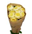 Rosa hol. nona 40 - RGRNON