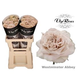 Rosa hol westminster abbey 60 - RGRWESABB