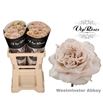 Rosa hol westminster abbey 60 - RGRWESABB