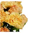Clavel fancy caroline gold - CLAFCYCARGOL1
