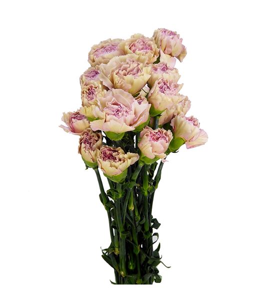 Clavel fancy creola - CLAFCYCREO