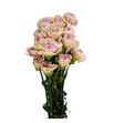 Clavel fancy creola - CLAFCYCREO