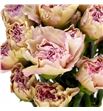 Clavel fancy creola - CLAFCYCREO1