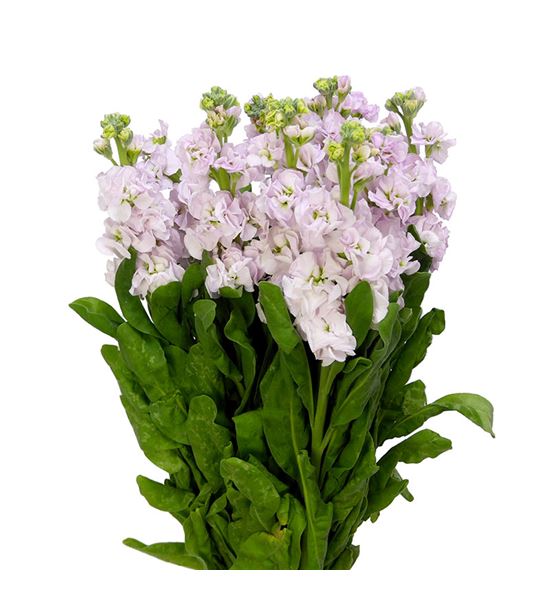 Matthiola stox silver 55 - MATSTOSIL