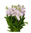 Matthiola stox silver 55 - MATSTOSIL