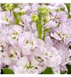 Matthiola stox silver 55 - MATSTOSIL1