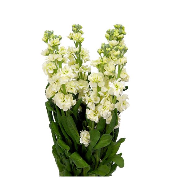 Matthiola stox yellow 55 - MATSTOYEL