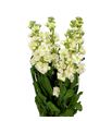 Matthiola stox yellow 55 - MATSTOYEL