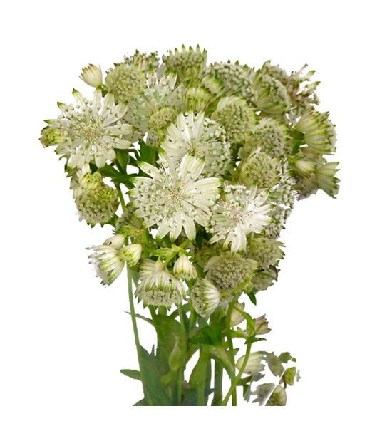 Astrantia shaggy 50 - ASTSHA