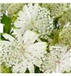 Astrantia shaggy 50 - ASTSHA1