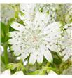 Astrantia shaggy 50 - ASTSHA2