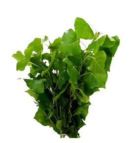 Chopo verde - CHOVER