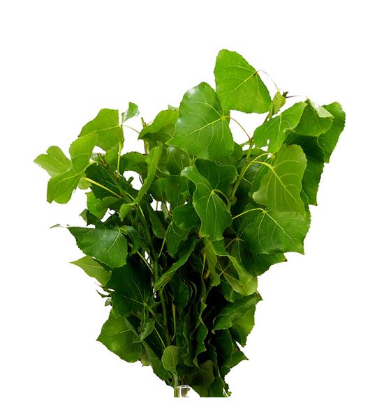 Chopo verde - CHOVER