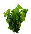Chopo verde - CHOVER