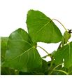 Chopo verde - CHOVER1