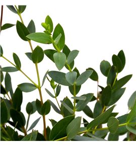 Eucaliptu parvifolia 70 - EUCPAR