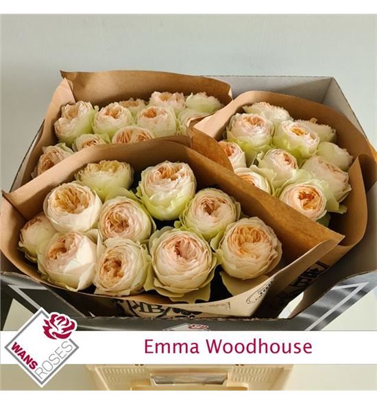 Rosa hol emma woodhouse 70 - RGREMMWOO