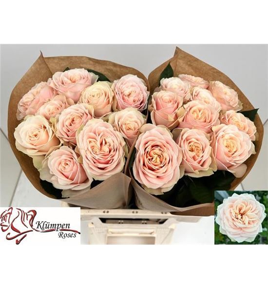 Rosa hol love fountain 50 - RGRLOVFOU