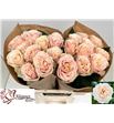 Rosa hol love fountain 50 - RGRLOVFOU