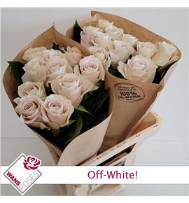 Rosa hol off-white 60 - RGROFFWHI