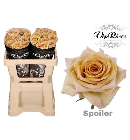Rosa hol spoiler 50 - RGRSPOI