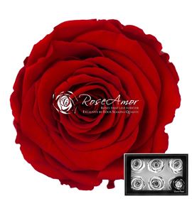 Rosa preservada red 02 l 6 unid - ROSPRERED602L