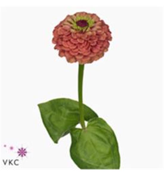 Zinnia queen red lime 60 - ZINQUEREDLIM