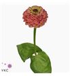 Zinnia queen red lime 60 - ZINQUEREDLIM