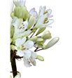 Agapanthus meoni 85 - AGASPA2