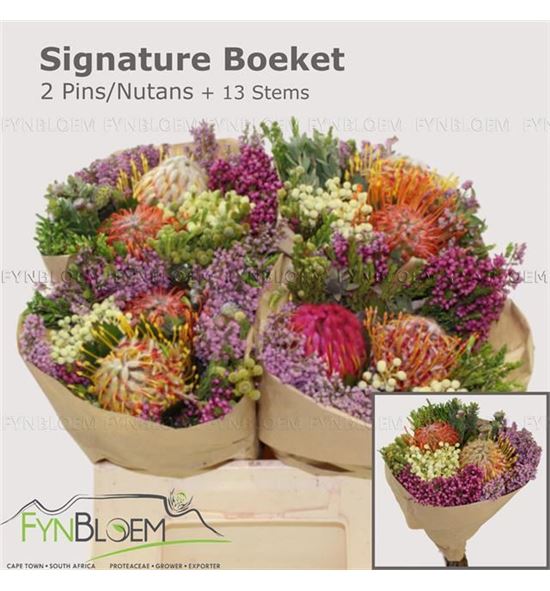 Bqt safari 2 nutan 40cm - BQTSAFNUT240