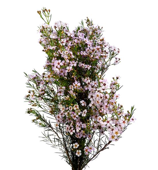 Chame sexy bloom 80 - CHASEXBLO