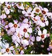 Chame sexy bloom 80 - CHASEXBLO1