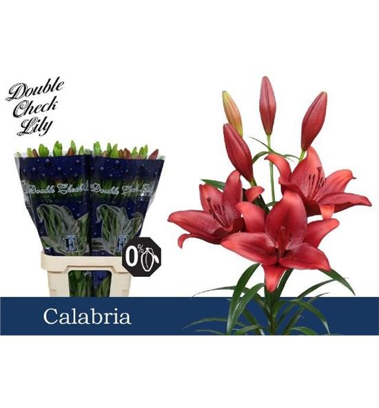 Lilium la hol calabria 90 - LAHCAL
