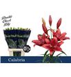 Lilium la hol calabria 90 - LAHCAL