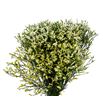 Limonium cool diamond 80 - LIMCOODIA