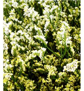 Limonium cool diamond 80 - LIMCOODIA