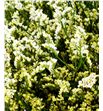 Limonium cool diamond 80 - LIMCOODIA1