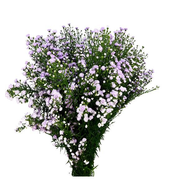 Aster pink pearl 90 - ASTPINPEA