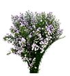 Aster pink pearl 90 - ASTPINPEA