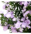 Aster pink pearl 90 - ASTPINPEA1