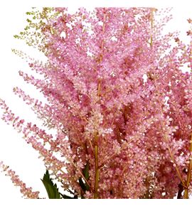 Astilbe erika 65 - ASTERI