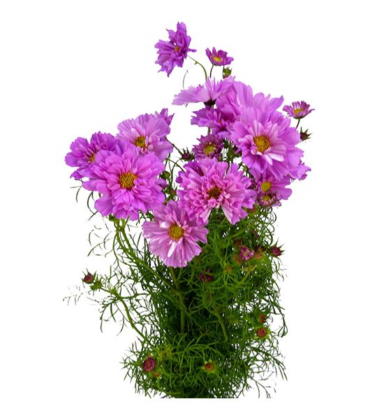 Cosmos bipinnatus pink 70 - COSBIPPIN