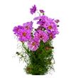 Cosmos bipinnatus pink 70 - COSBIPPIN