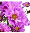 Cosmos bipinnatus pink 70 - COSBIPPIN1